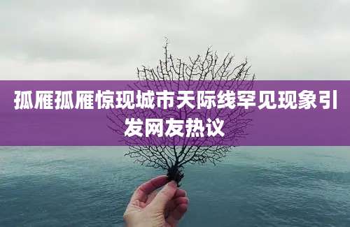 孤雁孤雁惊现城市天际线罕见现象引发网友热议